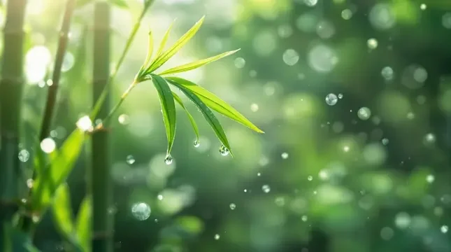 晨光微露 - 天堂视频竹影清风影像