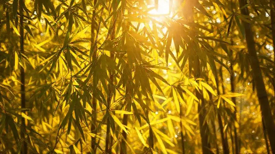 叠翠流金 - 天堂视频竹影清风影像